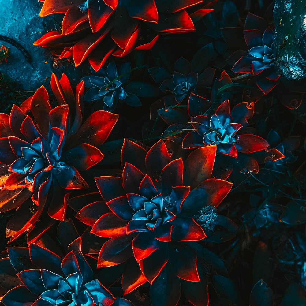 freelance-artist-floral-4.jpg